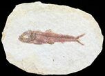 Knightia Fossil Fish - Wyoming #60818-1